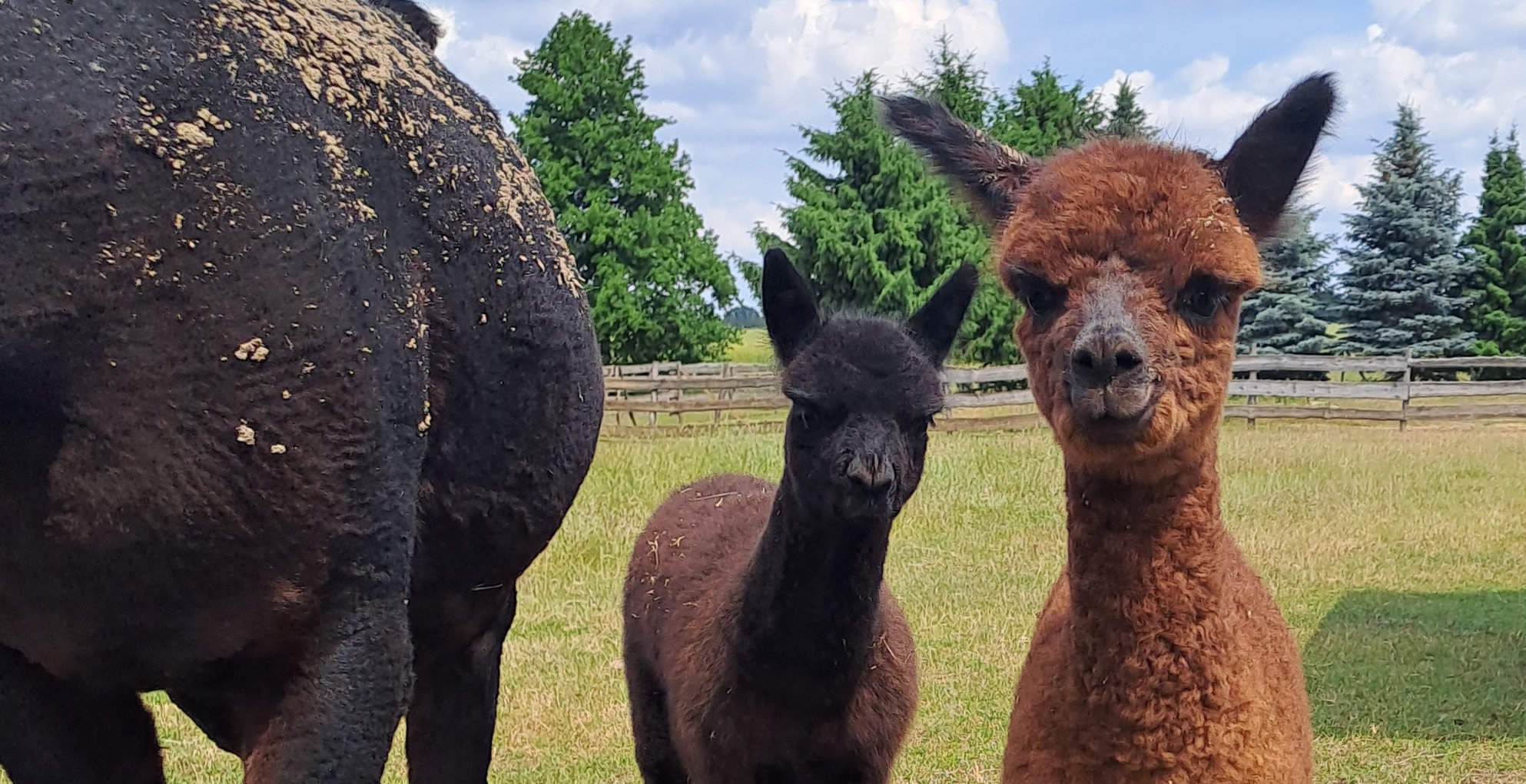 Lamas